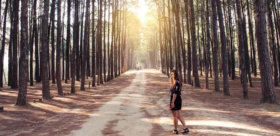 Camino entre pinos iluminado por el sol